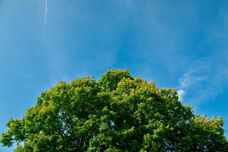 a tall green tree sitting next to a road