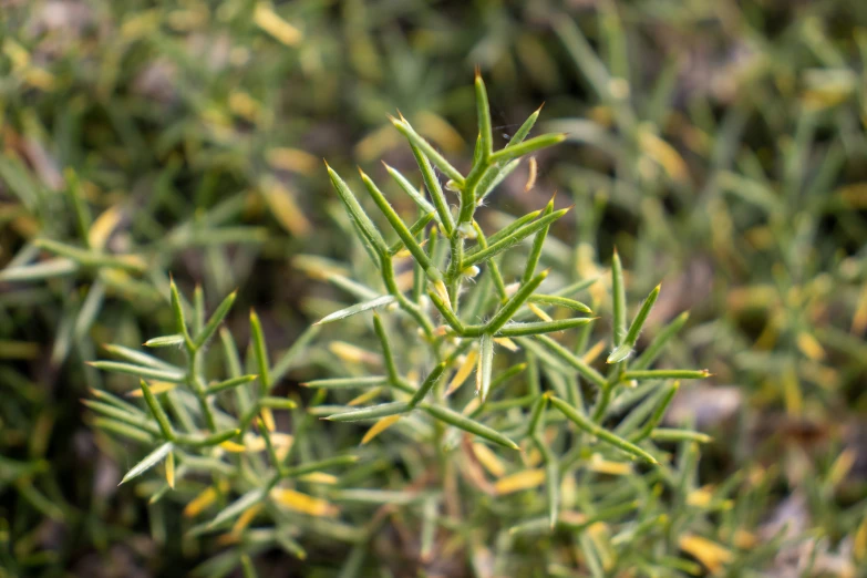 an image of a plant that is on the ground