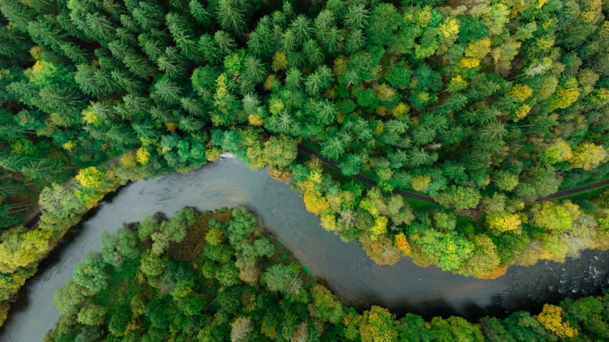 the view from above shows a large amount of trees and the water running between them