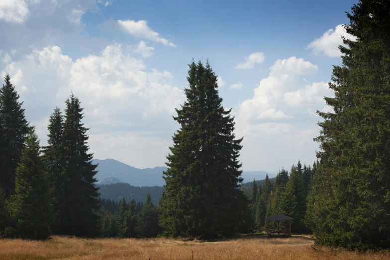 there are three large evergreen trees in the field