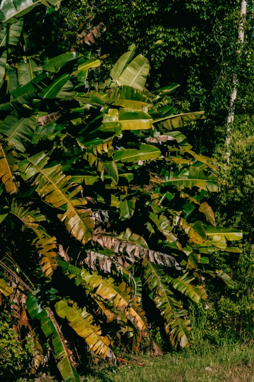 a large group of leafy bananas in a forest