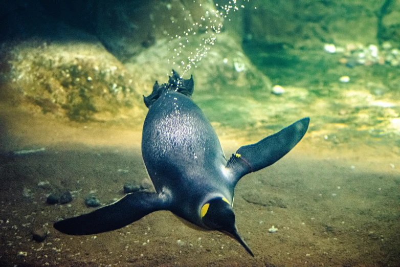 a penguin floating in the water at a zoo