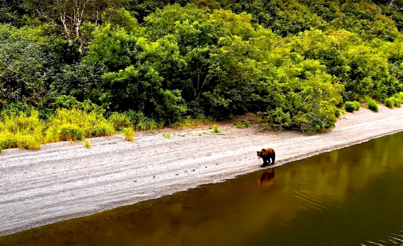 an animal is seen walking on the sand next to the water