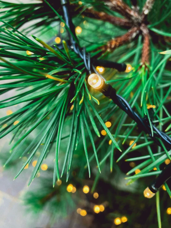 a close up of the needles on a pine tree