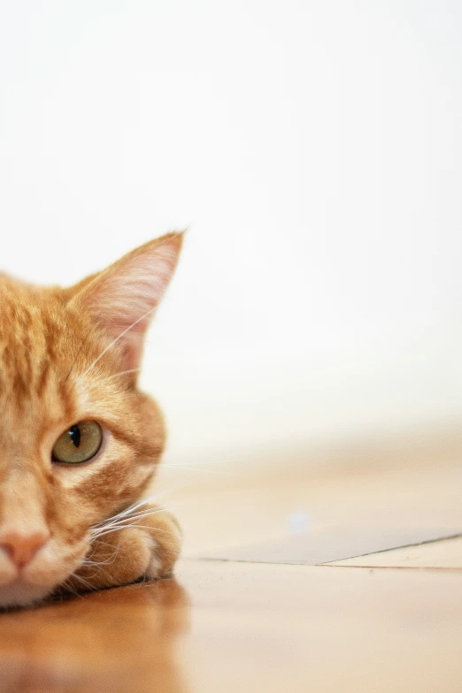 an orange cat laying down on top of a wooden floor