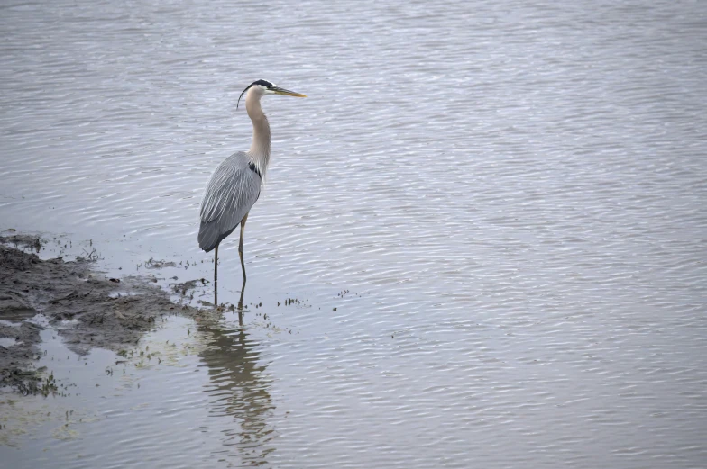 a bird standing in the shallows of a body of water