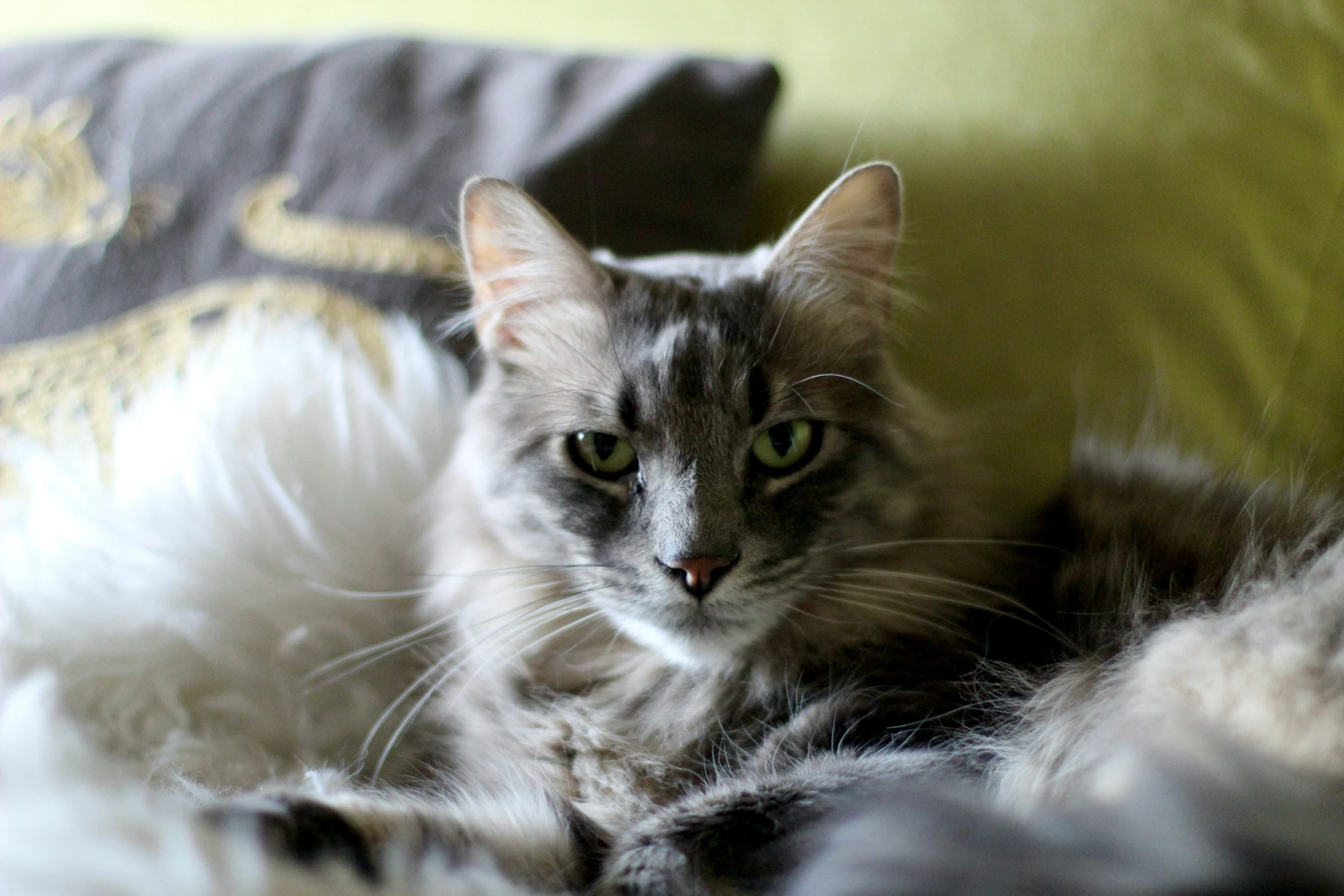 a cat is sitting on the couch and staring at soing