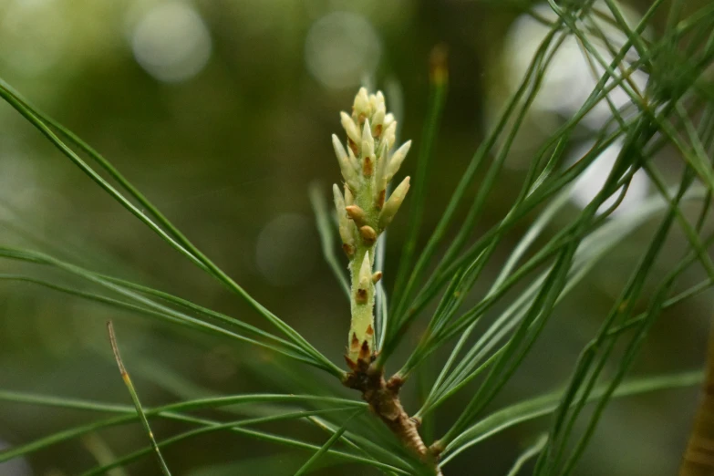 small pine tree with tiny yellow flowers in it