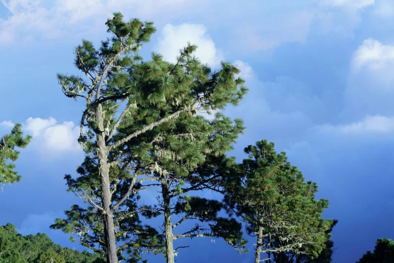 a group of trees are standing with one tree falling