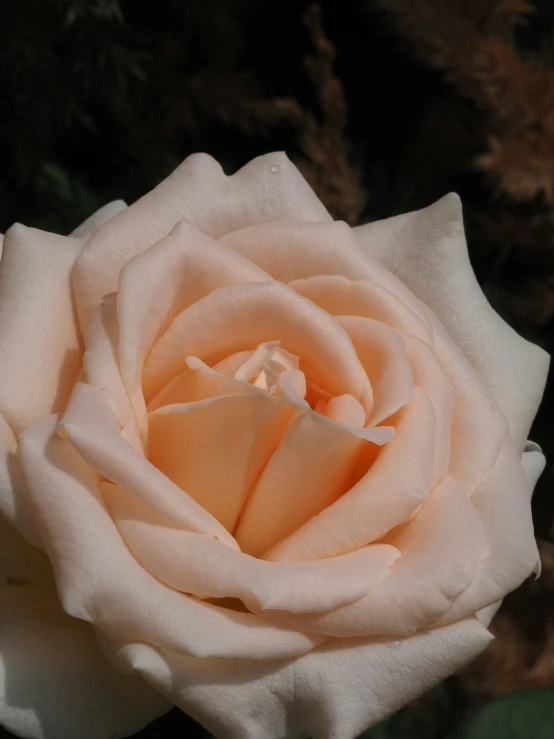 close up of a single rose with water droplets on its petals