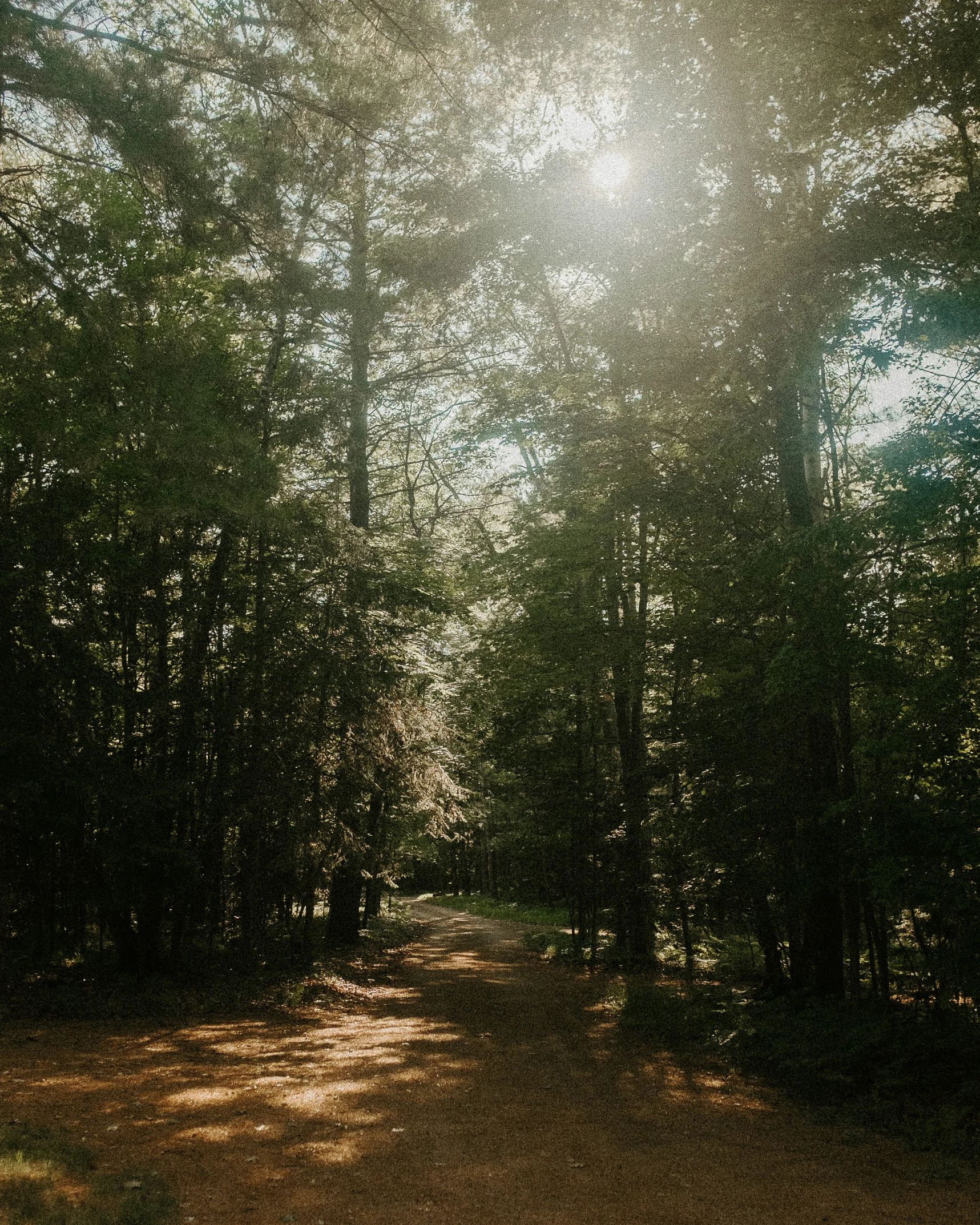 the sun is shining through some trees and on this dirt road