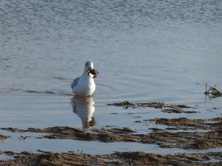 a duck is in the water and looks off in the distance