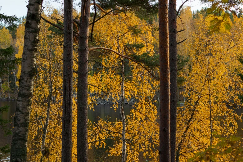 a wooded area is shown in the fall