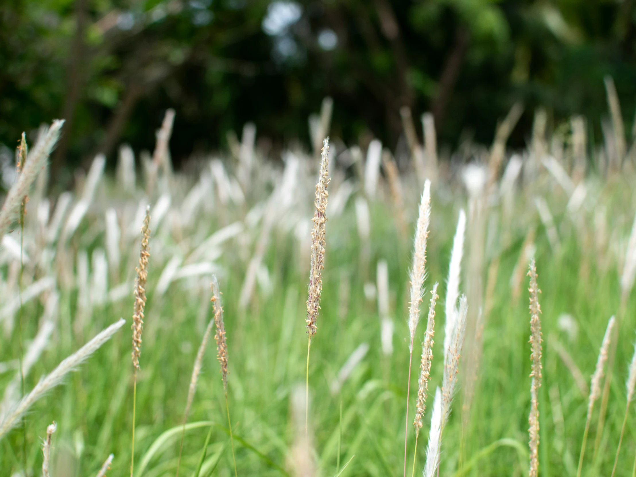 some grass and trees in the background with some plants in foreground