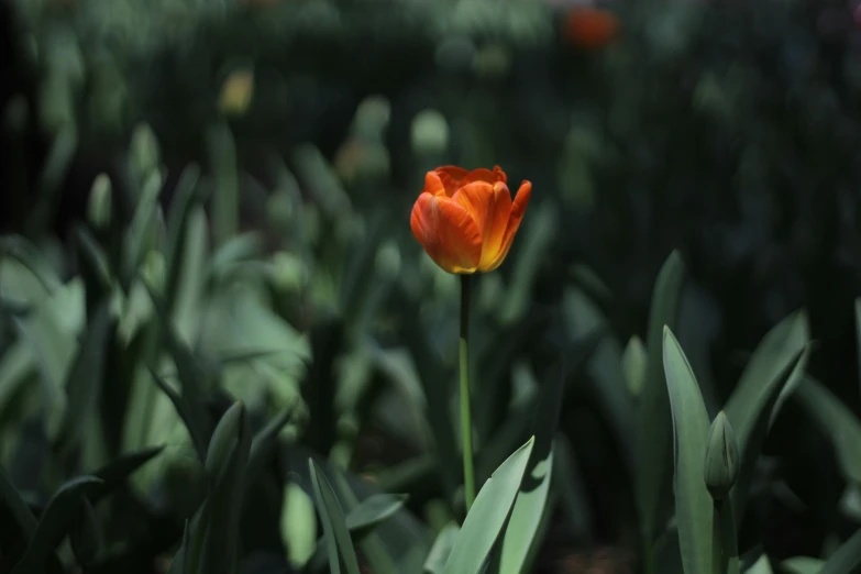 a single orange and yellow flower is in the foreground