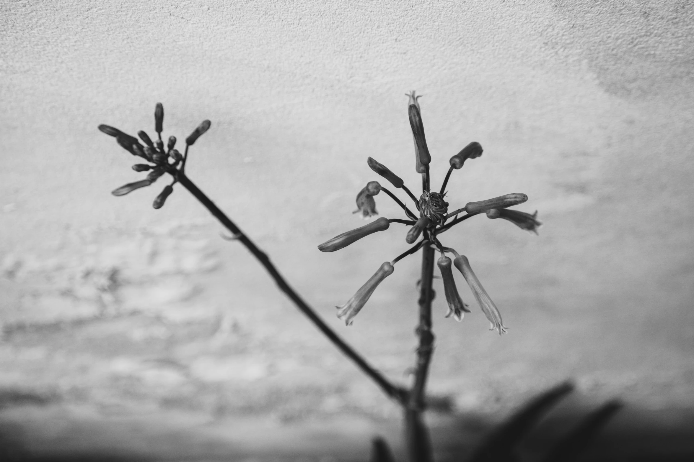 black and white pograph of an orchid in front of the snow