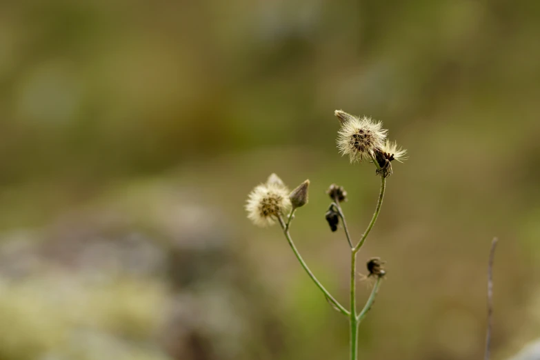 a small plant that is growing by itself