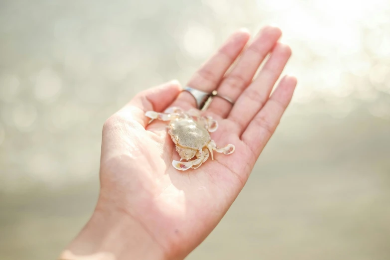 a little crab brooche with sea shells on its back