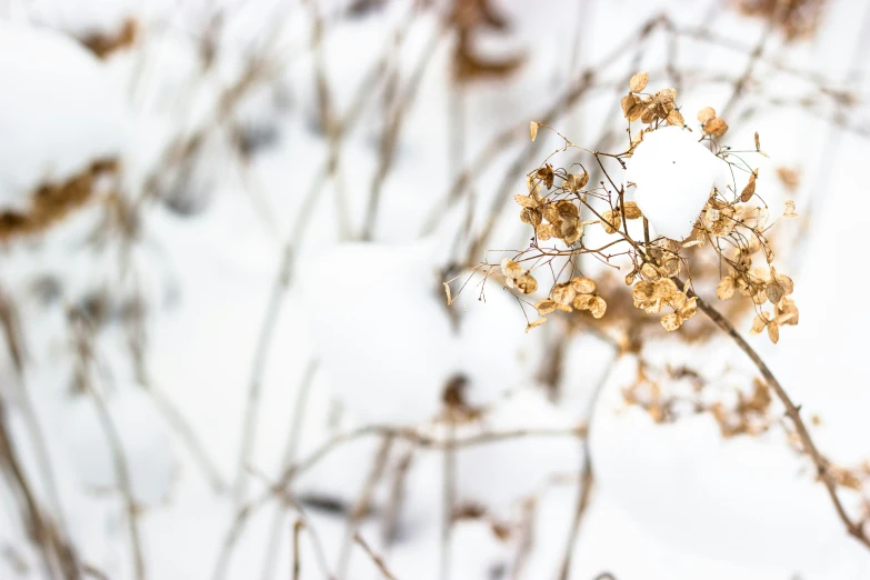 dried plants in the snow with no leaves