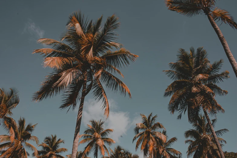 the palm trees are lined up against a blue sky