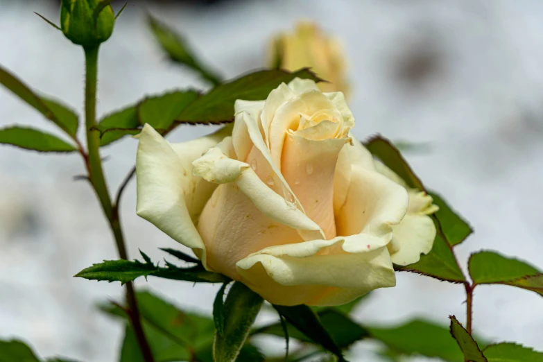 a yellow rose budding with leaves around it
