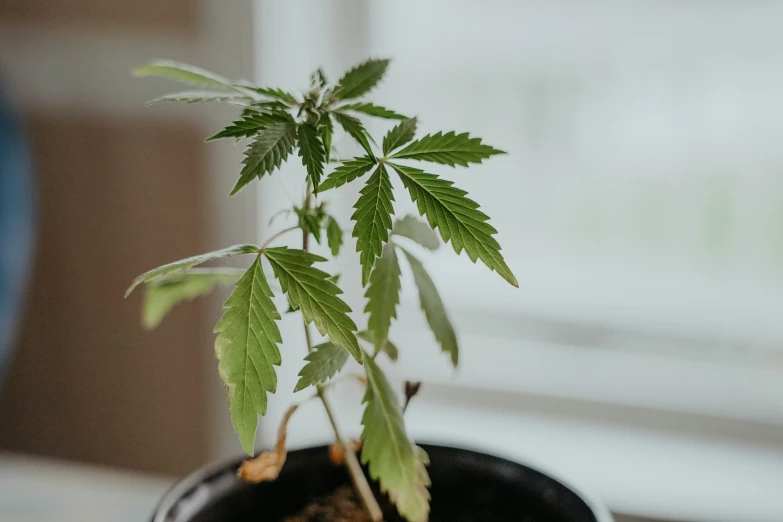 a cannabis plant that is sprouting on top of a pot