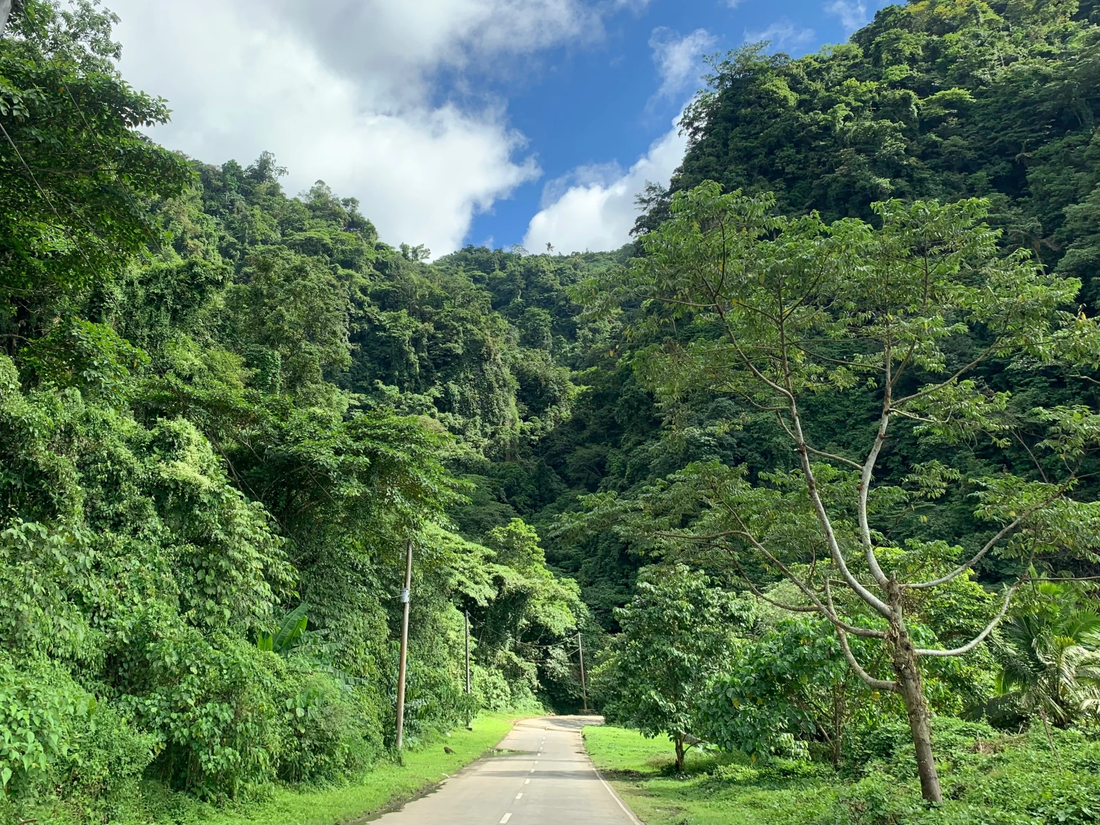 the trees line the side of the road and the grass is green