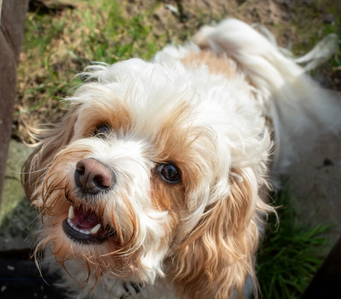 the head and shoulders of a dog with long, white fur