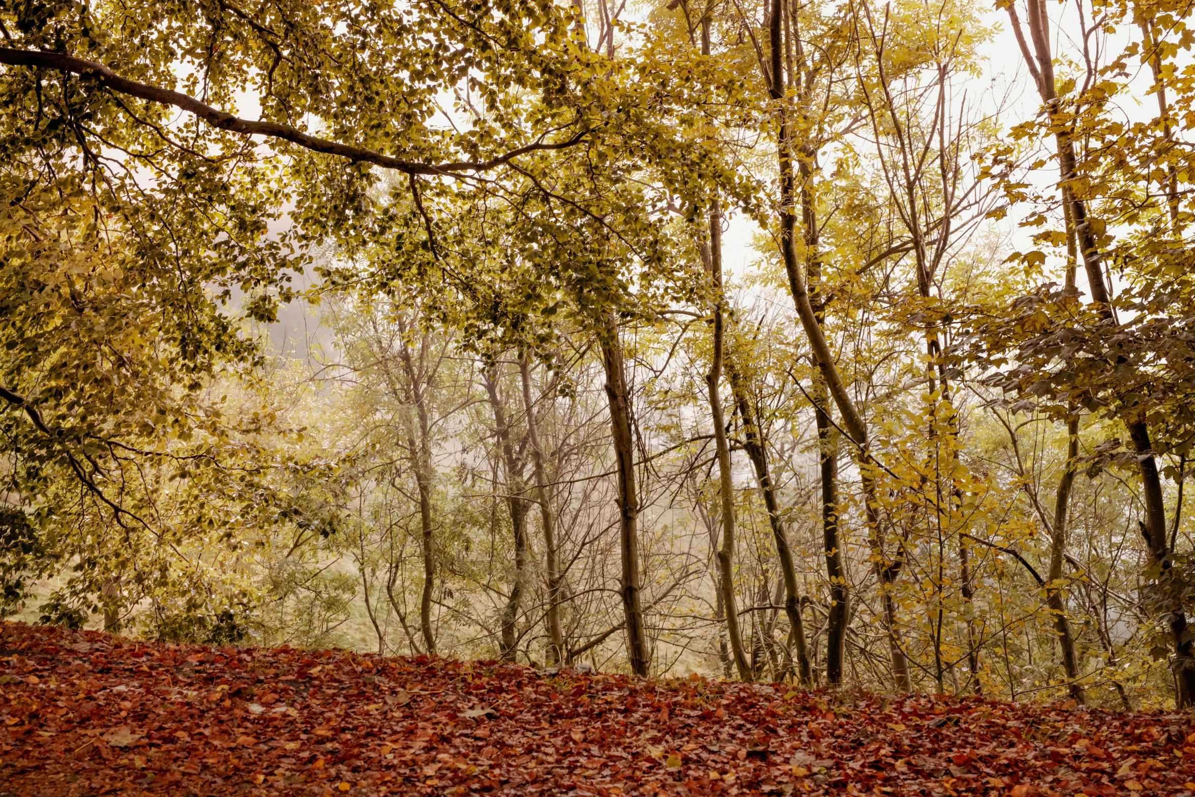 two benches and trees with leaves around them