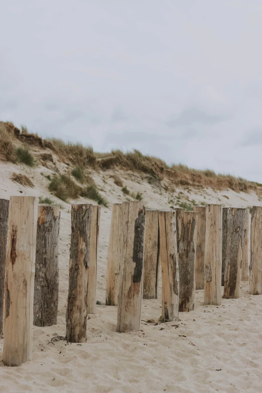 a row of wooden post on the beach