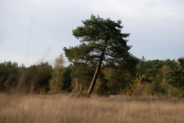 a lone tree in the middle of a field