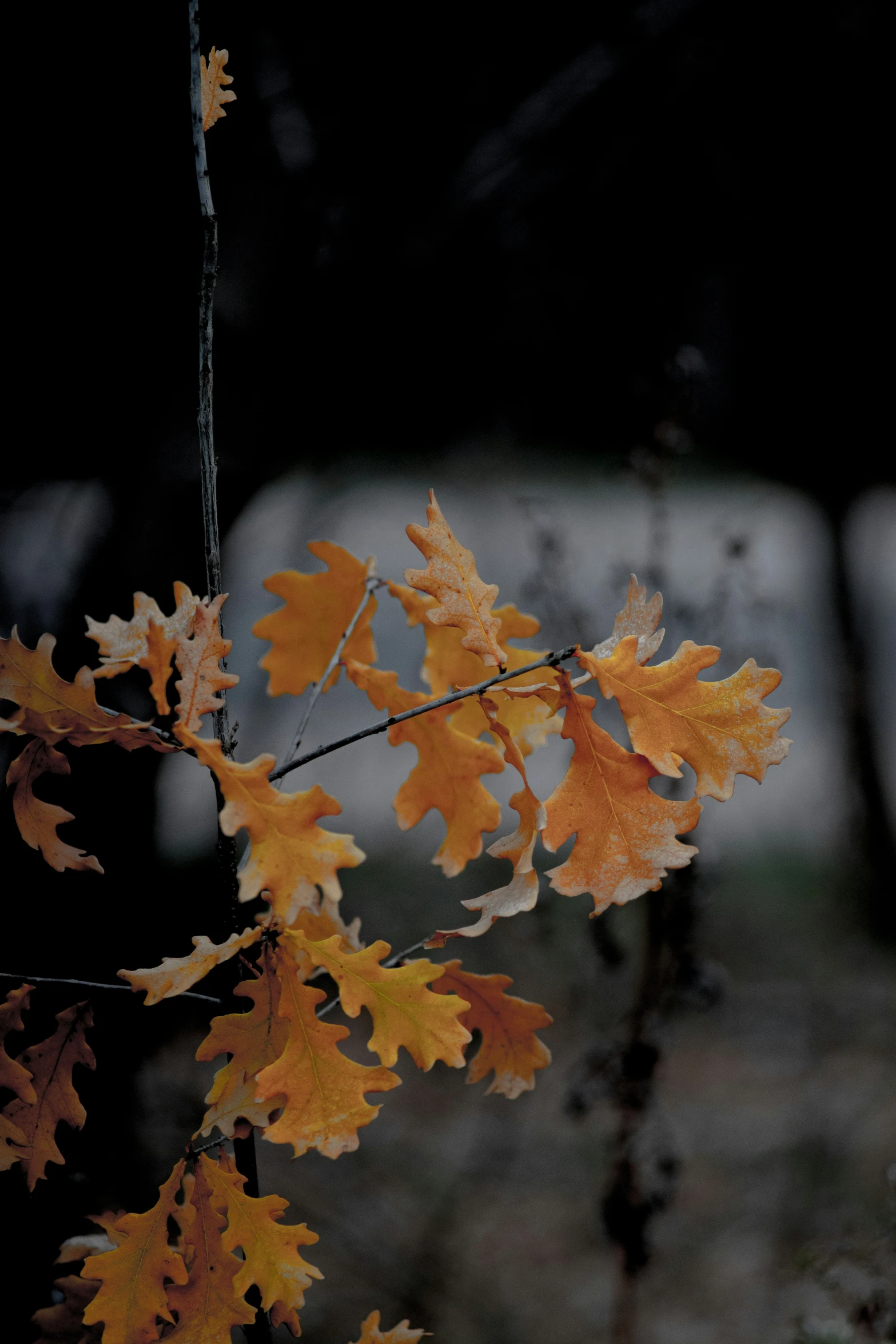 colorful yellow and orange leaves hanging from a tree