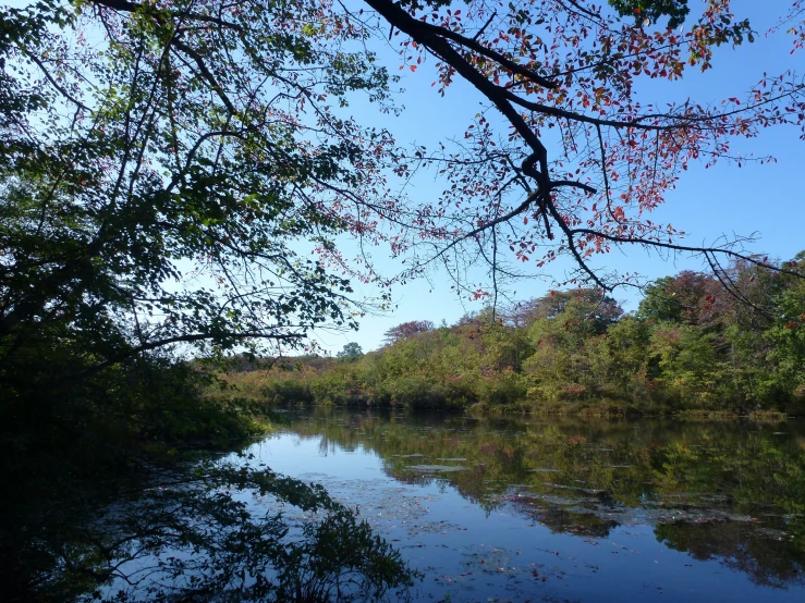 a clear view of water and some trees