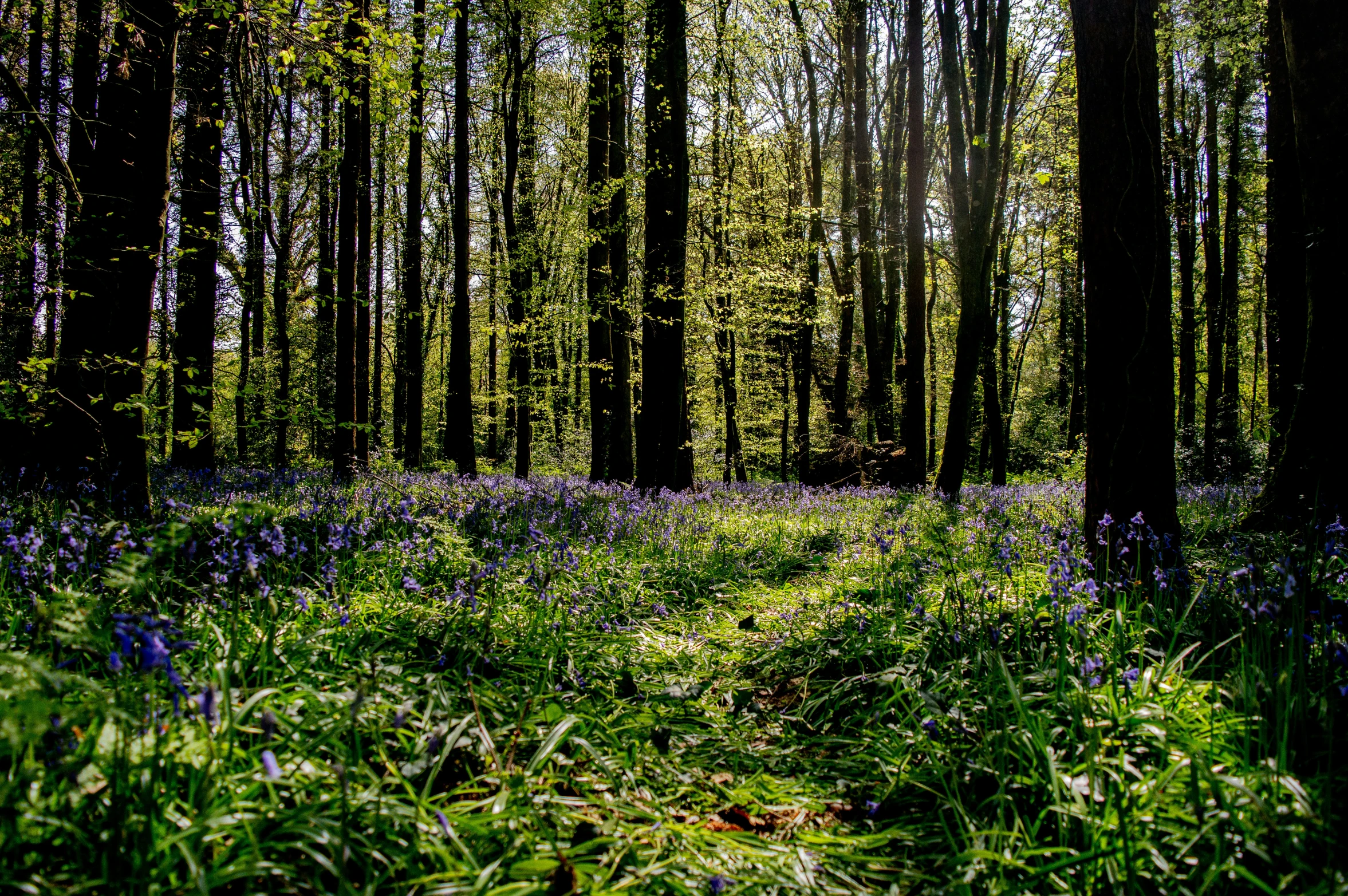 green leaves, trees and flowers grow in a forest