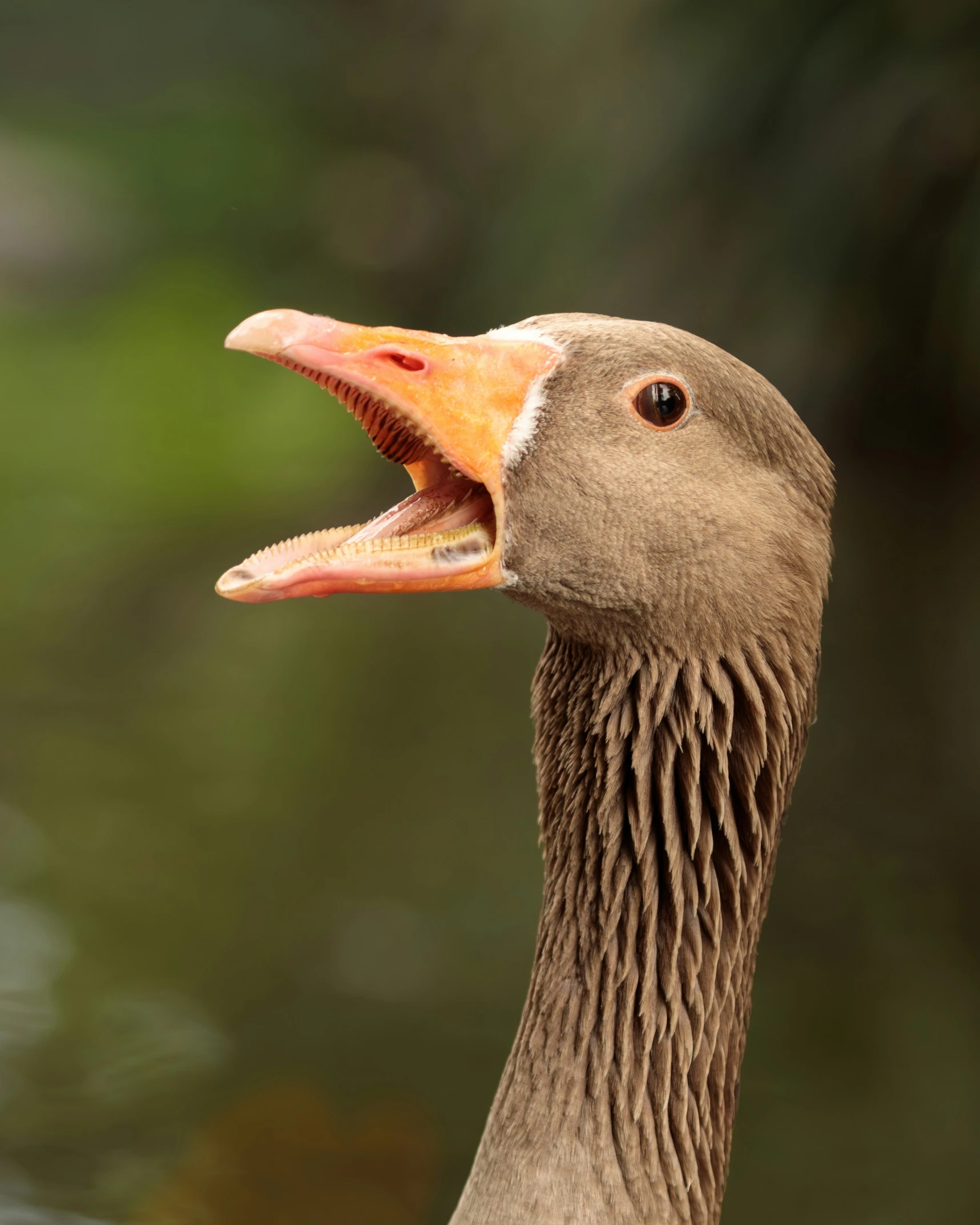 a brown duck is looking forward with its mouth open