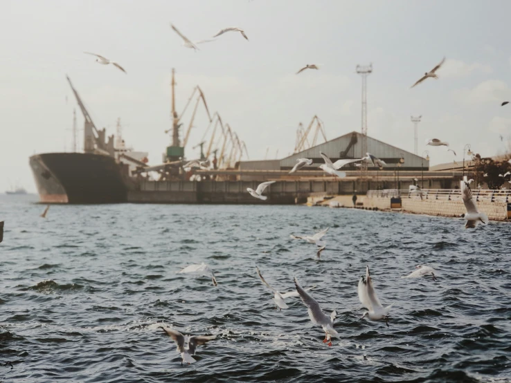 a large ship with seagulls and many birds