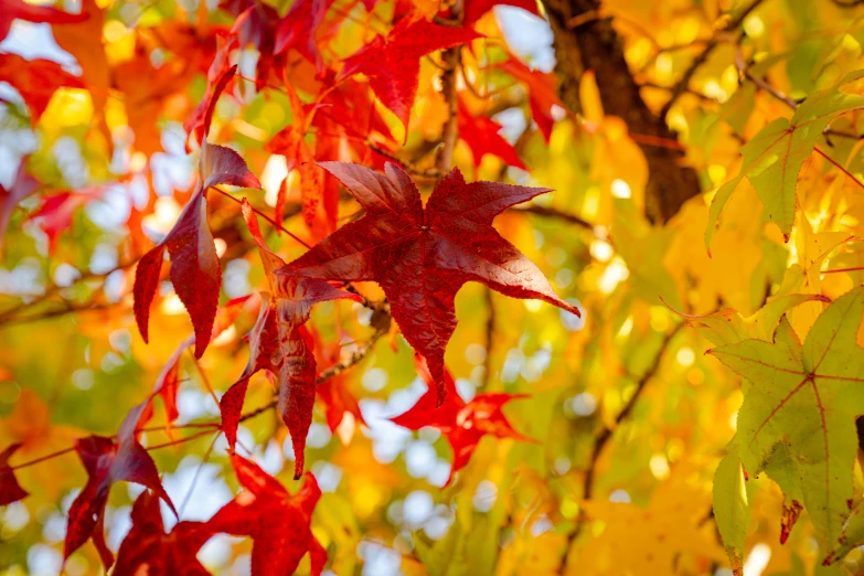 red leaves on the tree, in autumn time