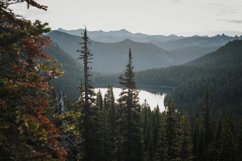 a po looking across a lake through some trees