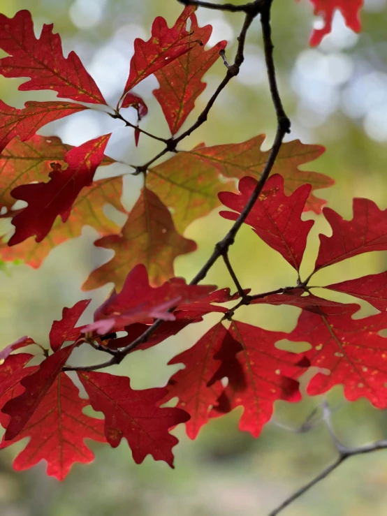 red leaves are shown on the nches of a tree