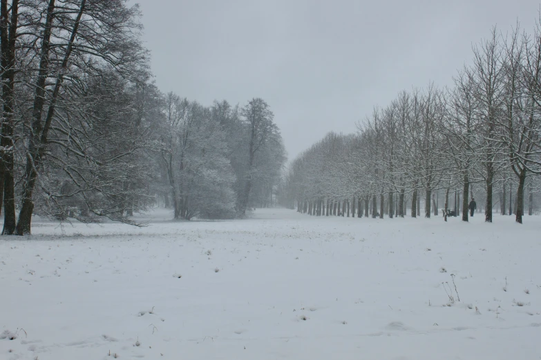 a park area with trees and snow in the winter