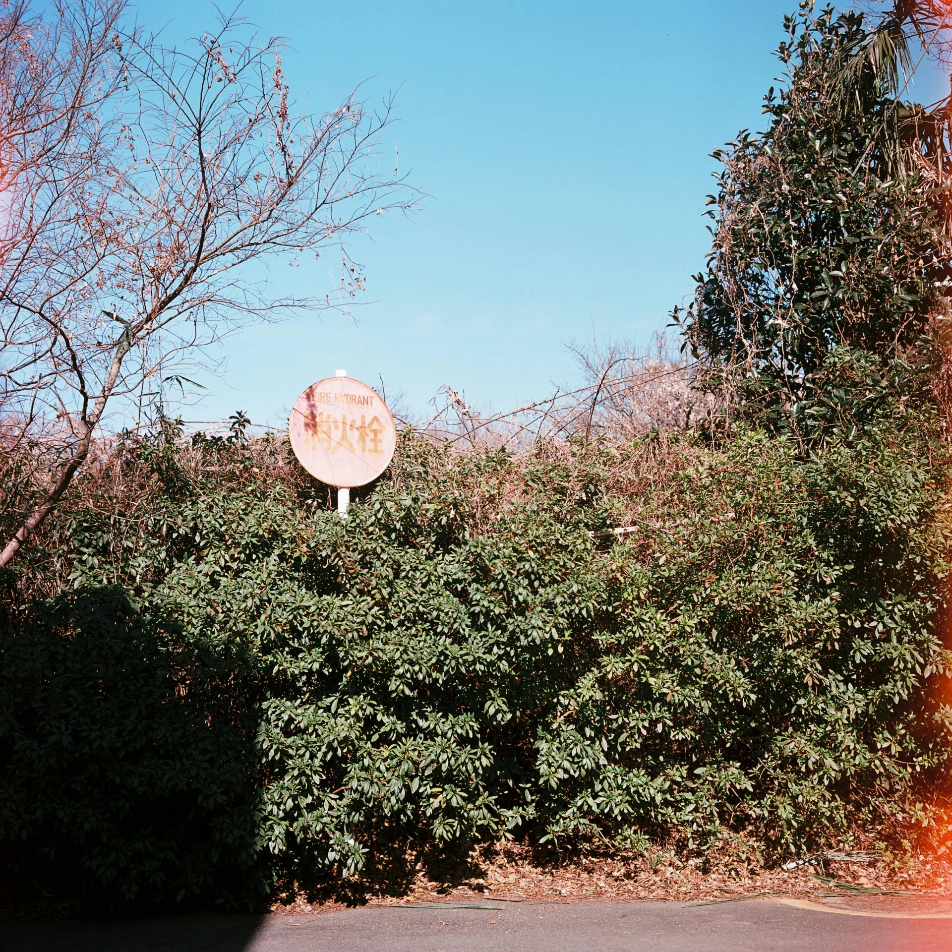 an intersection with a sign in front of some bushbery