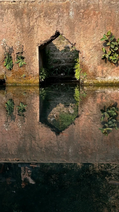 some plants are growing and reflected in the water