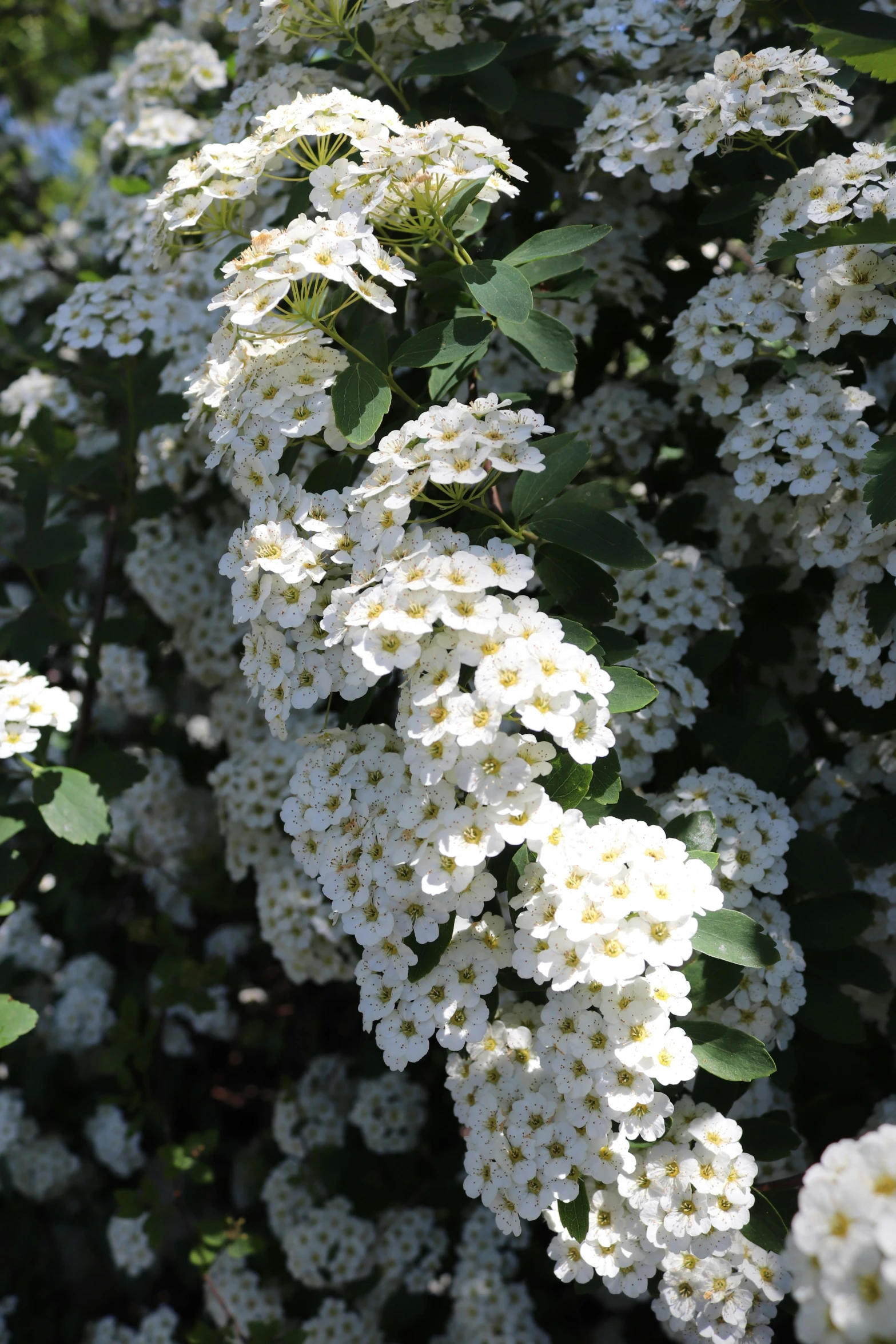 blooming trees are very attractive in the summer