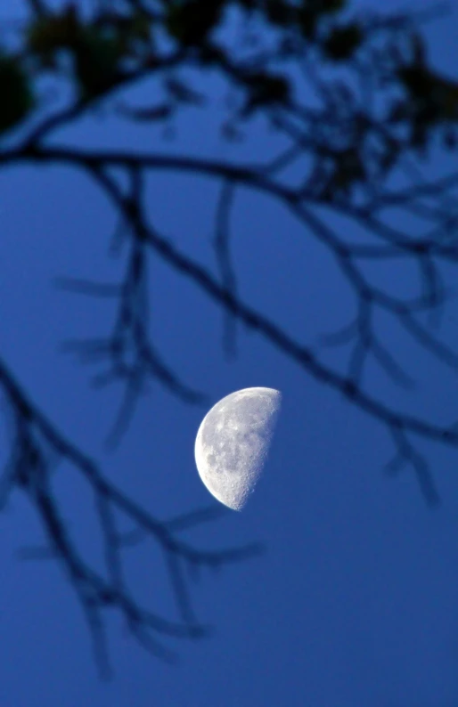 the moon is shining behind some tree nches