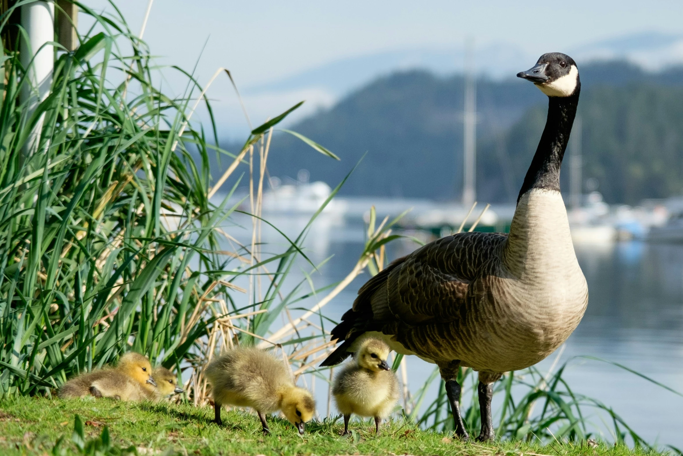 a goose with a duckling is in the grass by the water