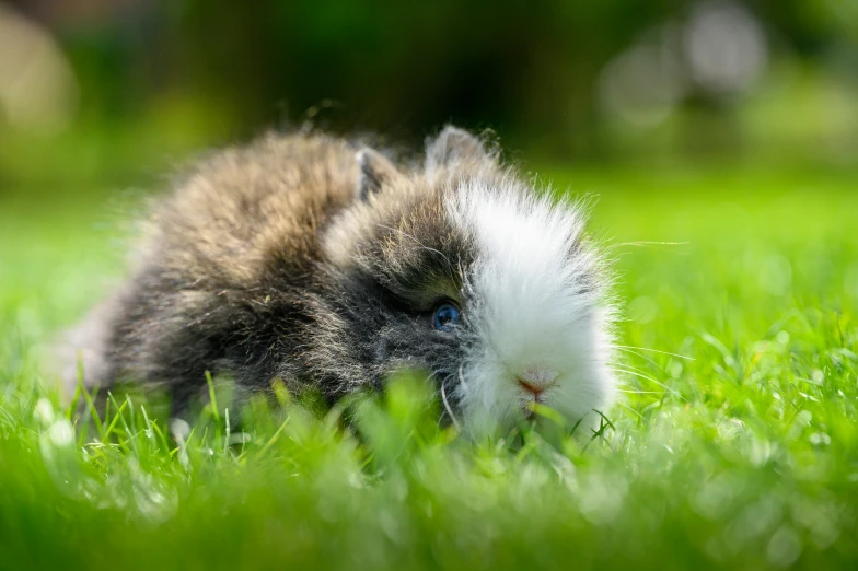 a fluffy little gray kitten with a blue eye is lying down on some green grass