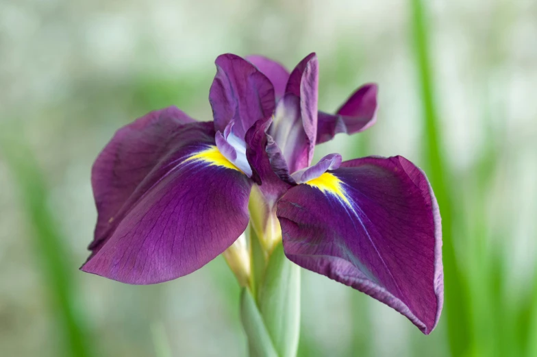 this purple flower looks like an iris