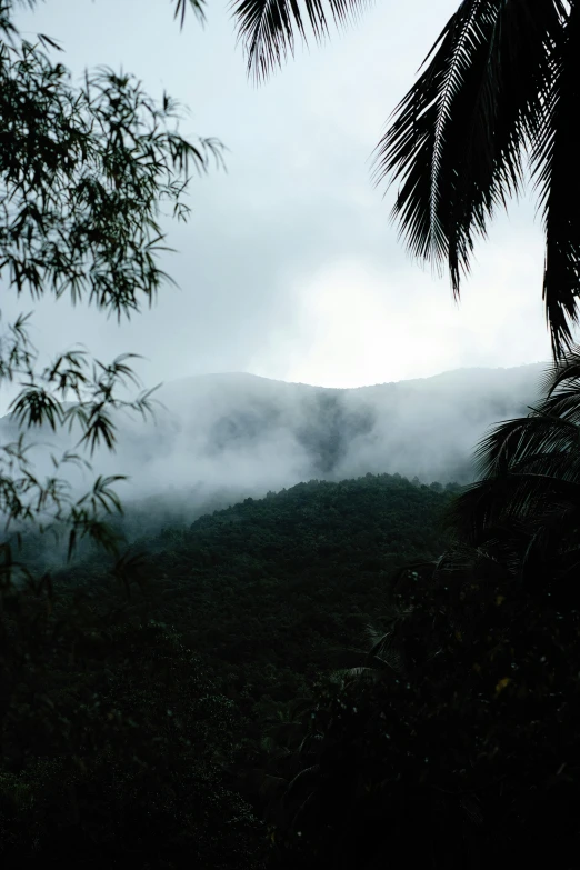 fog sits on the hills near a palm tree