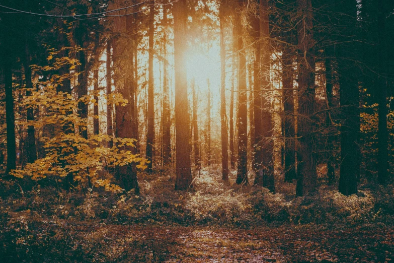 the light shining in through the trees is very striking