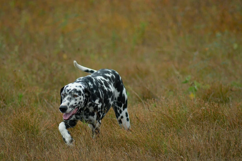 a big dalmatian dog running through a grassy field